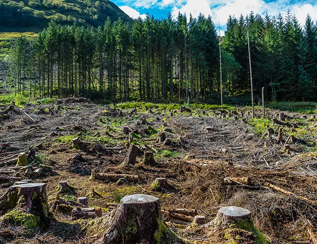 Deforestation